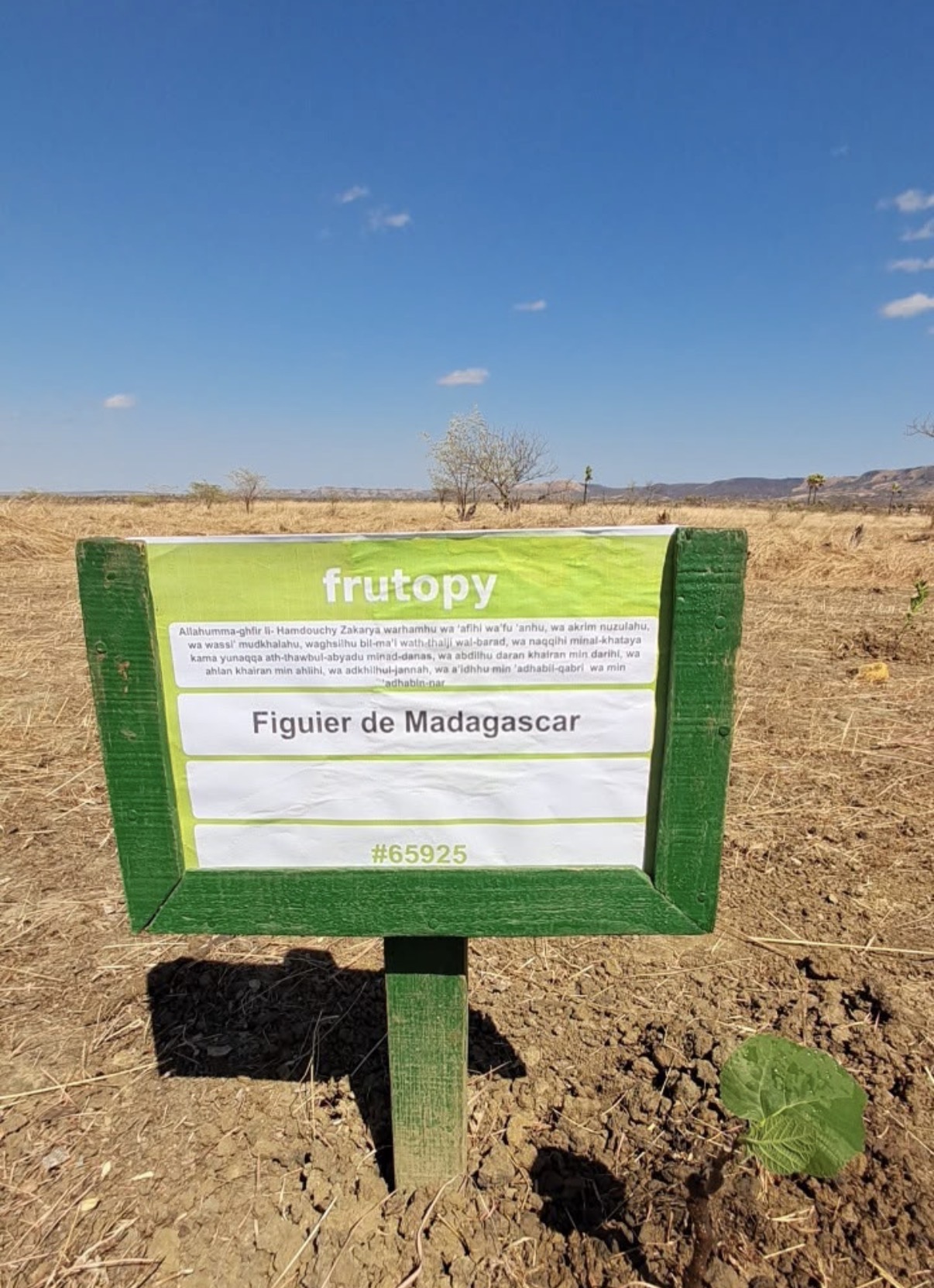 Un jeune figuier planté dans un terrain sec à Madagascar.